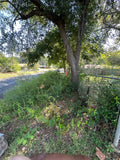 Small tree and brush removal.
