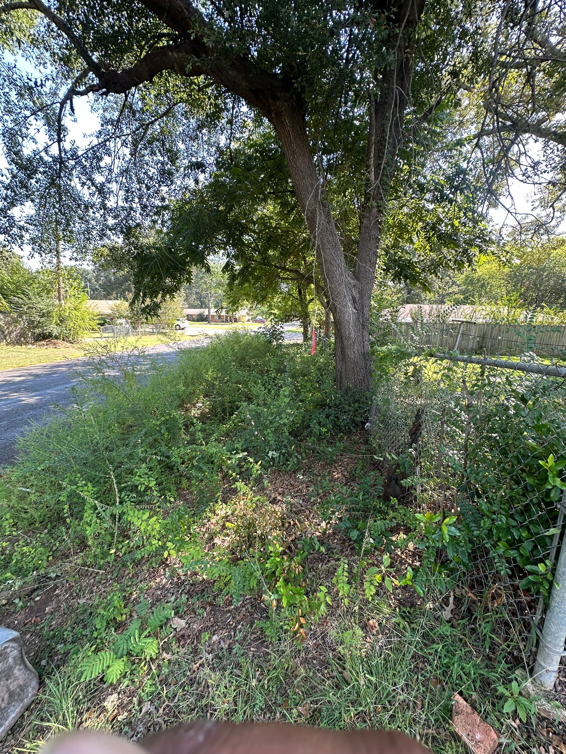 Small tree and brush removal.